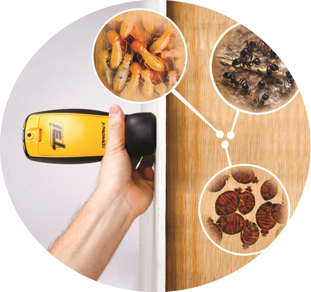 Termite inspection tool
