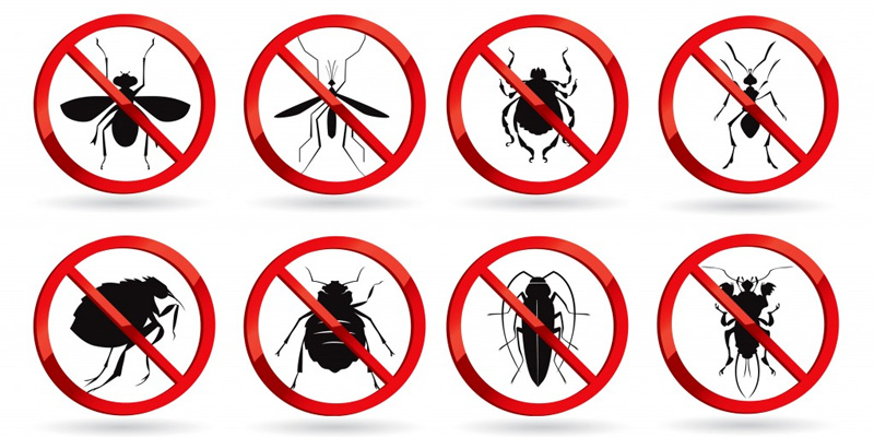 Insect pests eliminated